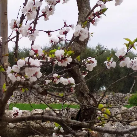 Trulli Demetra Hébergement de vacances